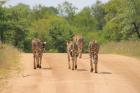 Discover the Wonders of Ngorongoro Crater Safari Tours with Fair Tanzania Safaris