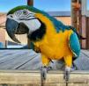 Hand Raised Parrots for Sale