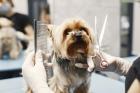 Professional Mobile Dog Grooming in Doral – Convenient & Stress-Free!