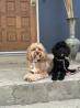 Puppy Training Utah for the Dog That Deserves the Best Start