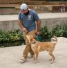 San Antonio Dog Trainer