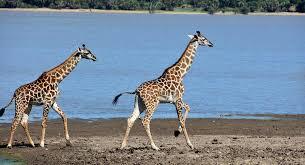 Arusha National Park Safari & Tours | Amrix Adventures Ltd