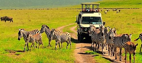 Best Private Safari Tanzania – Explore with Kimgoni Tanzania Safaris