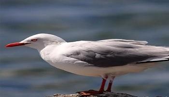 Bird Pest Control San Francisco