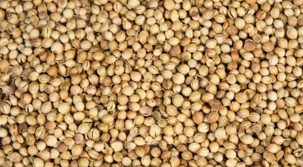 Get Faster Shipments for Premium Coriander Seeds in Bulk
