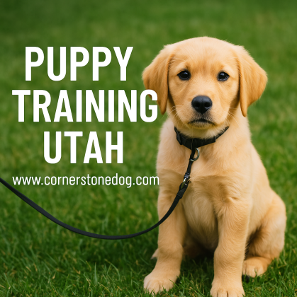 How Puppy Training Utah Can Assist with Potty Training and Obedience