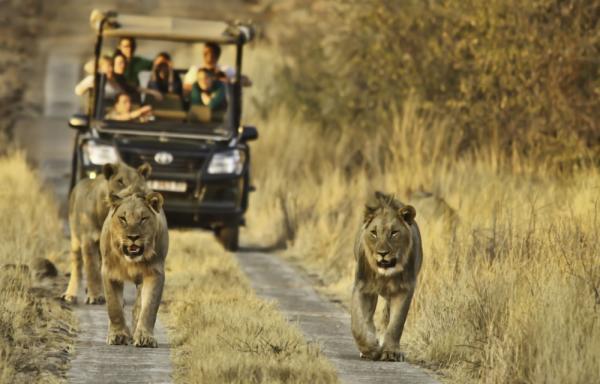 Luxury African Safari Vacation Packages by Kwesa Tours