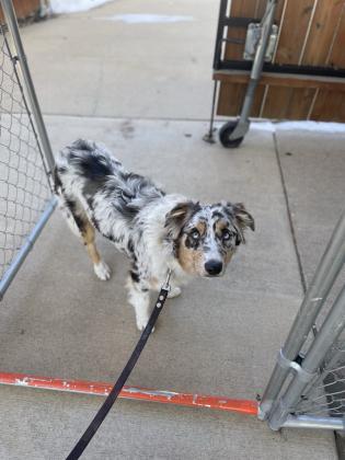 Puppy Training Utah for the Dog That Deserves the Best Start