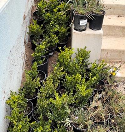 Transform Your Yard with Full Garden Maintenance in San Rafael