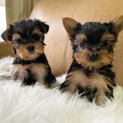 YORKIES PUPPIES AVAILABLE