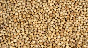 Get Faster Shipments for Premium Coriander Seeds in Bulk