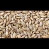 تامین کننده جو عمده