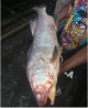 All Types Of Seafood Worldwide