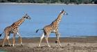 Arusha National Park Safari & Tours | Amrix Adventures Ltd