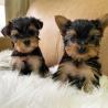 BOTH MALE AND FEMALE TEACUP YORKIE PUPPIES FOR ADOPTION