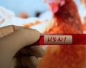 CDC: Three Veterinarians Had H5N1 Without Knowing Their Exposure