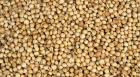 Get Faster Shipments for Premium Coriander Seeds in Bulk