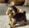 MALE AND FEMALE TEACUP YORKIE PUPPIES FOR ADOPTION
