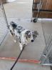 Puppy Training Utah for the Dog That Deserves the Best Start