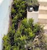 Transform Your Yard with Full Garden Maintenance in San Rafael