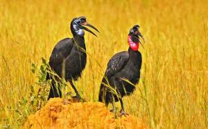 Uganda Safari Holidays & Gorilla Safaris from Valiant Safaris