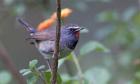 Birding in Corbett