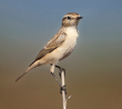 Birding in Corbett