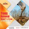 Safe Tree Removal Service in Glen Waverley